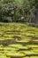 Giant water lily in tropical garden. Island Mauritius . Victoria amazonica, Victoria regia