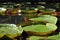 Giant waterlilies at Sir Seewoosagur Ramgoolam Botanical Garden