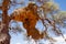 Giant Weaver Bird Nests in African Tree, Namibia