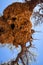 Giant Weaver Bird Nests in African Tree, Namibia