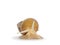 Giant West African snail on white background