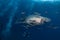 Giant Whale shark swimming underwater with scuba divers