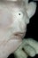 giant white frogfish head closeup
