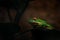 Giant White-Lipped frog, Litoria infrafrenata, green amphibian in the dark forest habitat. Frog sitting on the plant leaf,