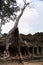 Giant white tree growing on stone ruins of crashed temple in Cambodia