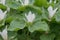 Giant white wakerobin Trillium albidum, close-up of flowering plants