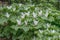 Giant white wakerobin Trillium albidum, flowering plants