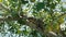 Giant wild Goanna monitor lizard resting on sunny exotic tree branch under bright sunshine in Sri Lanka national park.