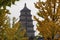 Giant Wild Goose Pagoda with foreground of autumn gingo trees, Xi`an, Shaanxi, China