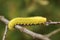 A Giant Willow Sawfly larvae, Cimbex luteus, feeding on the leaves of a Willow tree.