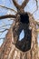 Giant willow tree burnt inside, Hollow trunk still alive