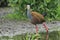 Giant wood rail