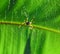 Giant wood spider - Nephila maculata / nephila pilipes