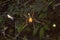 Giant Wood spider, Nephila sp , Aarey Milk Colony , INDIA