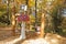 Giant wooden mushrooms in Budakeszi Wildlife Park