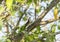 A giant wren Campylorhynchus chiapensis bird perched on a sturdy tree branch