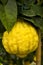 Giant yellow cedro cedar fruit