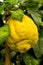 Giant yellow cedro cedar fruit - Citrus medica