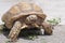 Giant Yellow-Footed Tortoise walking free on land