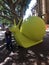 Giant yellow snail sculpture