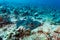 Giant yellow spotted stingray resting on coral reef