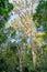 Giant Yellowwood tree in Tsitsikamma, South Africa