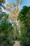 Giant Yellowwood tree in Tsitsikamma, South Africa