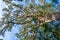 Giant Yellowwood tree in Tsitsikamma, South Africa