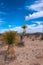 A giant yucca is one of many desert plants found growing