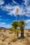 A giant yucca is one of many desert plants found growing