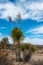 A giant yucca is one of many desert plants found growing