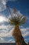 A giant yucca is one of many desert plants found growing