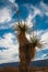 A giant yucca is one of many desert plants found growing