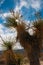 A giant yucca is one of many desert plants found growing