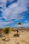 A giant yucca is one of many desert plants found growing in the Big Bend National Park