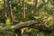 Giants and Saplings in Cathedral Grove