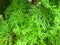 Giants Thuja green evergreen tree or Morpankhi is one of the five species of cedars. Arborvitae Green Giant.