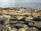 Giantâ€™s Causeway with barnacles and algae