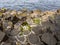 Giantâ€™s Causeway with barnacles and algae