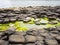 Giantâ€™s Causeway with barnacles and algae