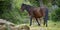 Giara horses graze in their natural environment, Giara di Gesturi,