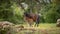 Giara horses graze in their natural environment, Giara di Gesturi,