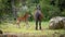 Giara horses graze in their natural environment, Giara di Gesturi,