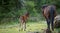 Giara horses graze in their natural environment, Giara di Gesturi,