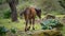 Giara horses graze in their natural environment, Giara di Gesturi,