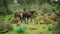 Giara horses graze in their natural environment, Giara di Gesturi,