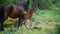 Giara horses graze in their natural environment, Giara di Gesturi,