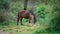 Giara horses graze in their natural environment, Giara di Gesturi,