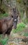 Giara horses graze in their natural environment, Giara di Gesturi,