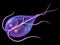 Giardia